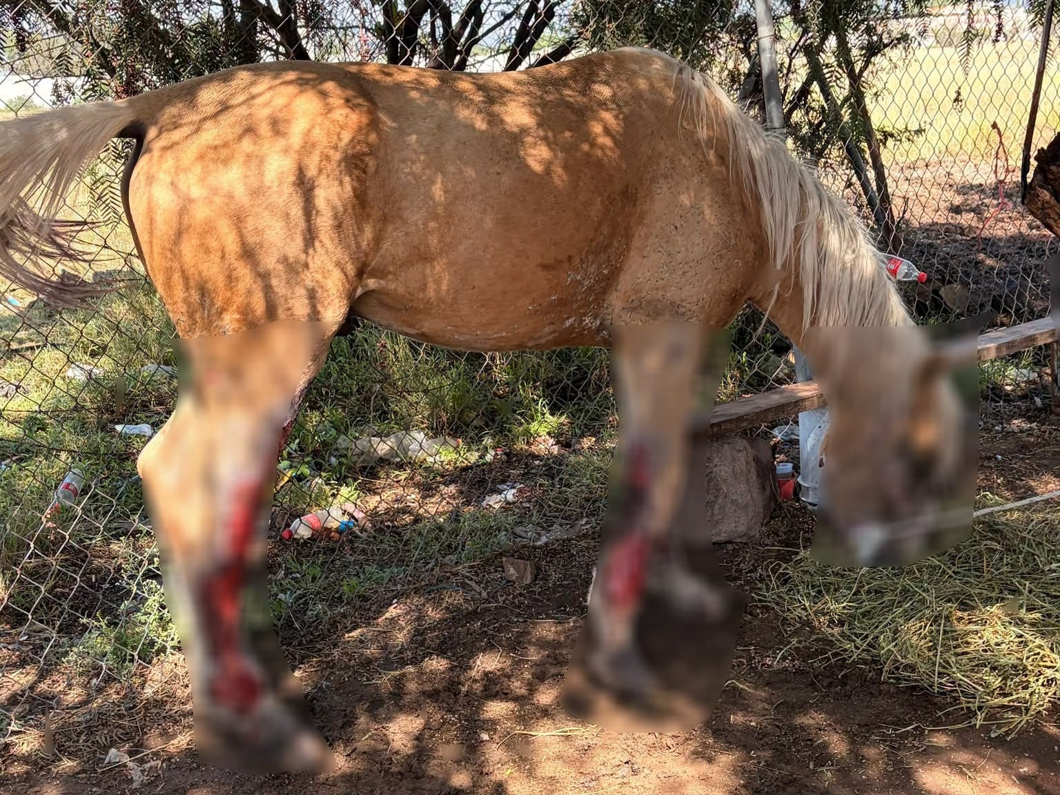 INDIGNANTE | Caballo es encontrado en malas condiciones; acusan presunto maltr4to animal 