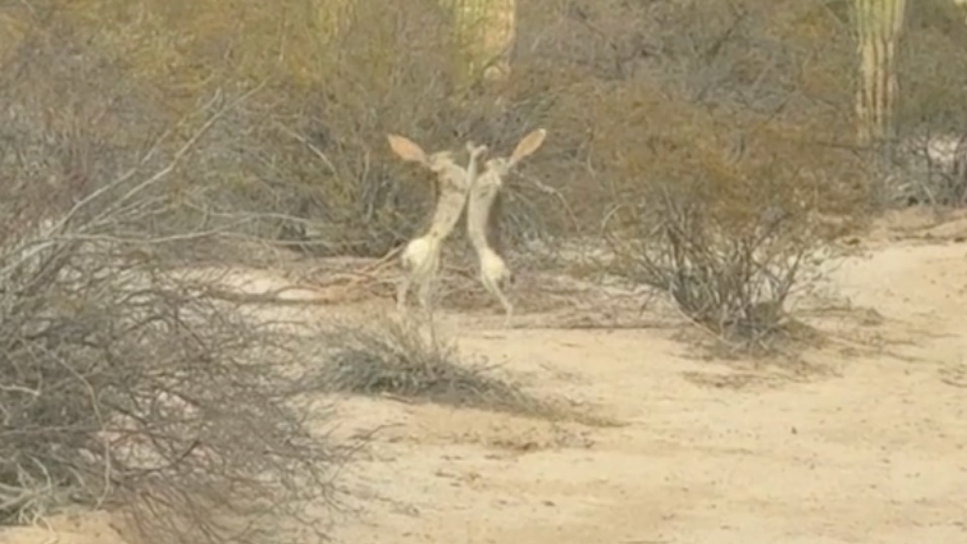 Captan a dos liebres “boxeando” cara a cara en un peculiar combate silvestre