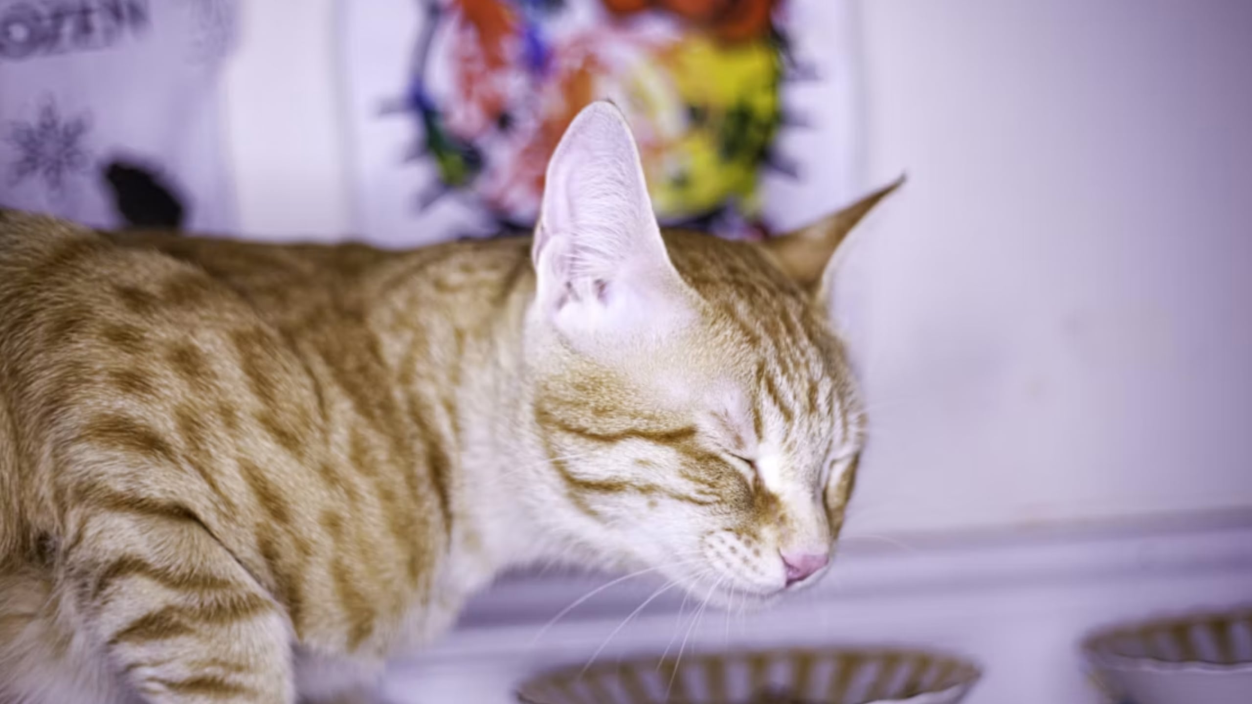 ¡DENTRO DE UNA BOLSA! Mujer descubre a un gatito y evita que terminara entre la basura