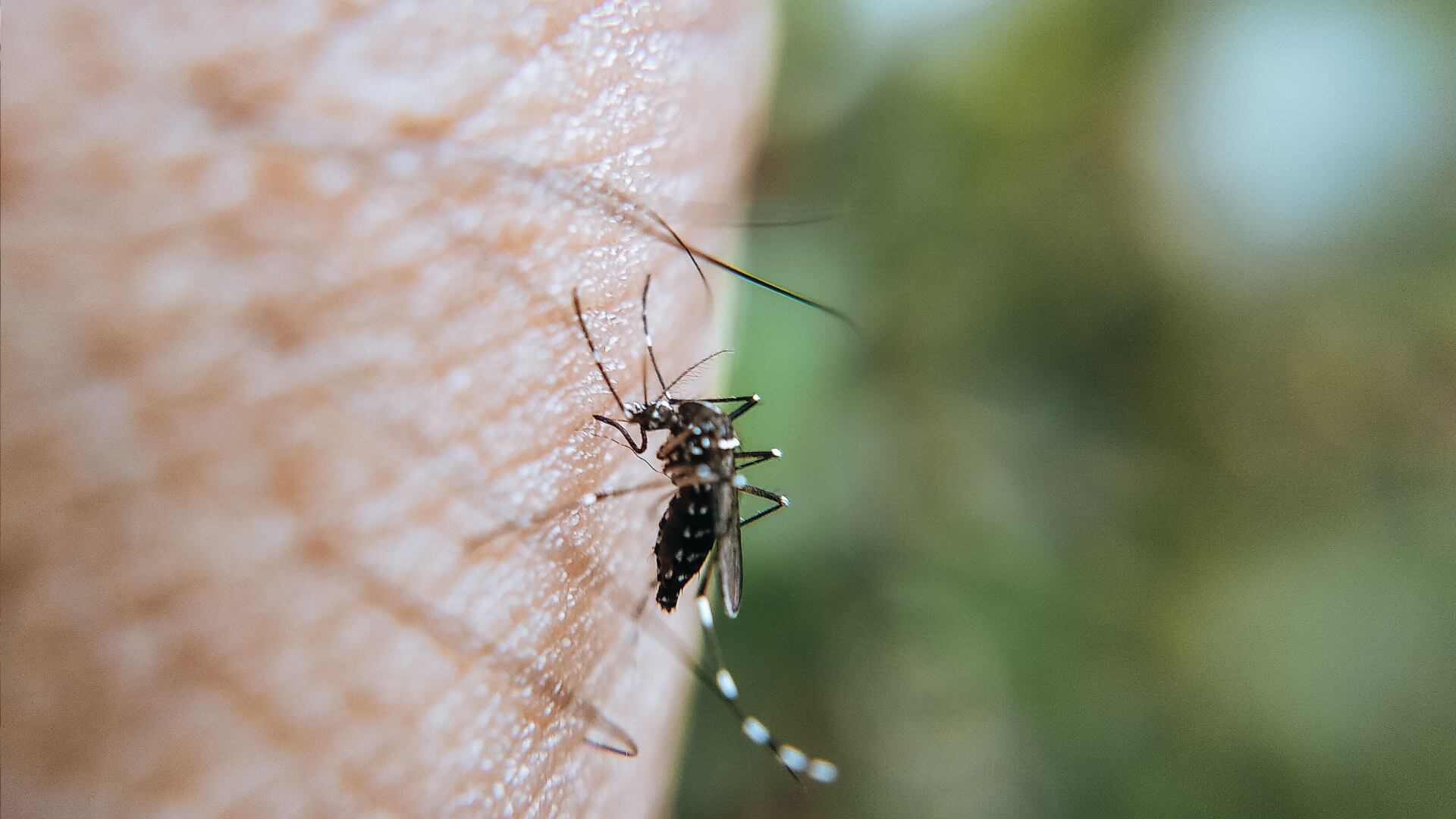 Menta contra mosquitos: Prepara este fácil repelente casero para la temporada de lluvias