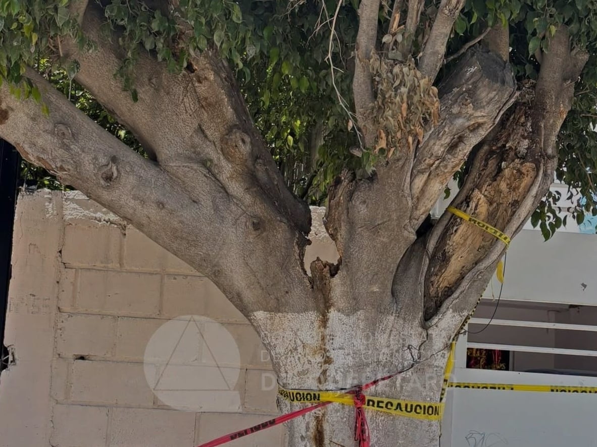 Detectan árbol con riesgo de colapsar en Peñuelas; ¿será retirado?
