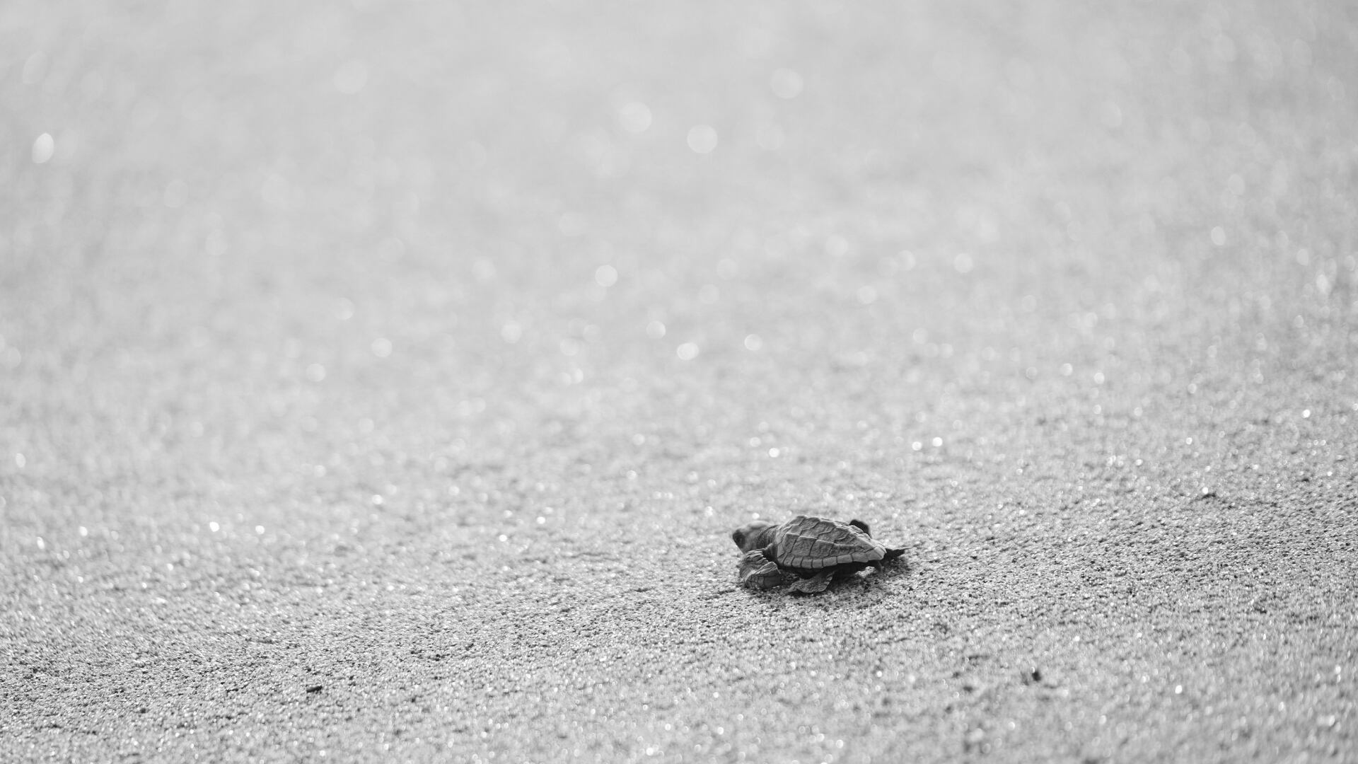 Video exhibe manejo indebido de tortugas marinas en hotel de Cabo San Lucas; piden sanción