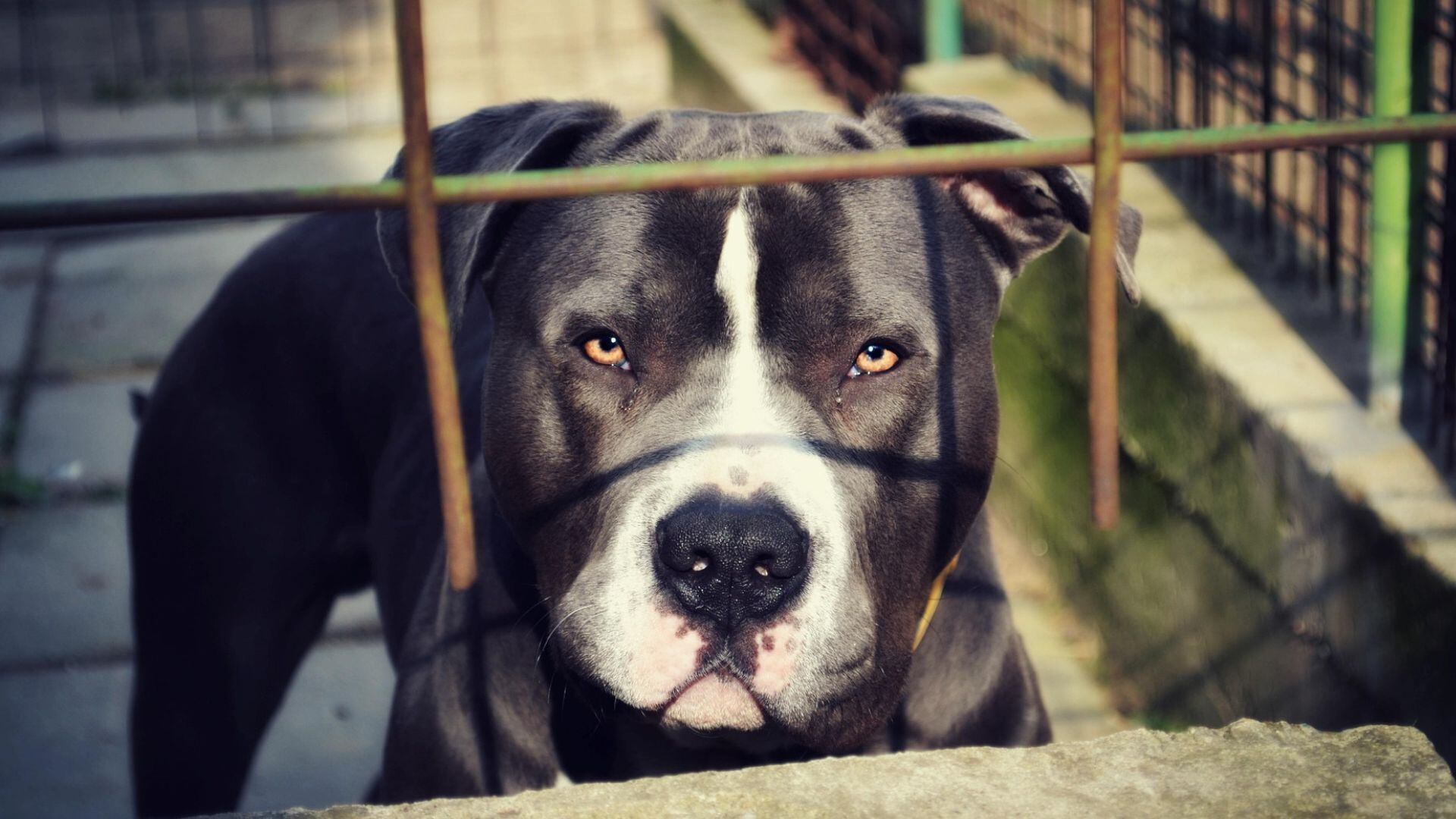 Se roba un celular, pero es atacado por 5 perros de raza pitbull