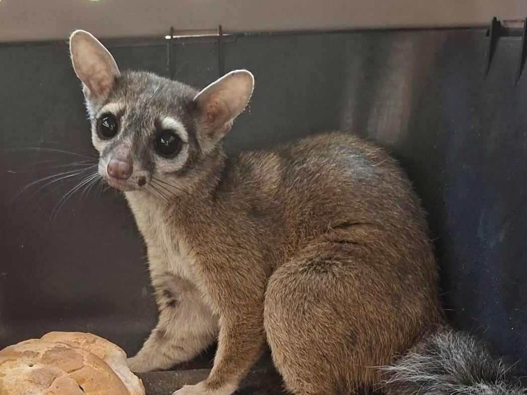 Cacomixtle, tortuga y crías de tlacuache fueron rescatados tras ser encontrados en malas condiciones